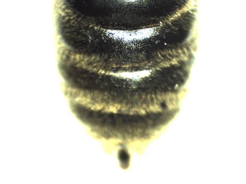 Lasioglossum sp.